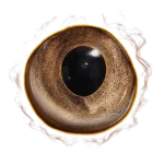 New World Gorgons Eye