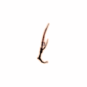 PoE 2 Sanguine Diviner