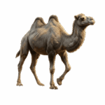 Grey Riding Camel Mount